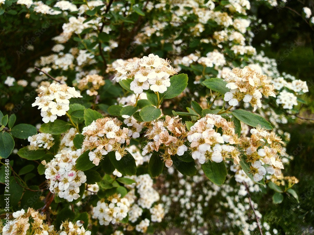 White spring blossom White spring blossom