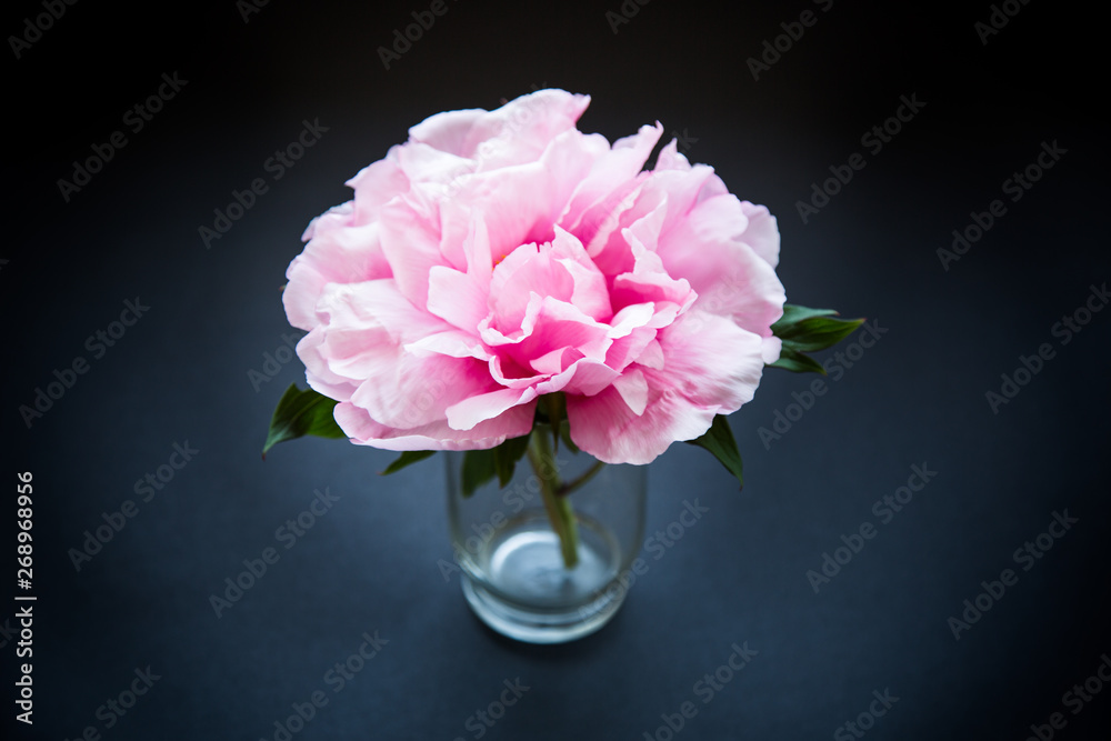 Pink Peony flower ,Paeonia suffruticosa, isolated on black Pink Peony flower ,Paeonia suffruticosa, isolated on black