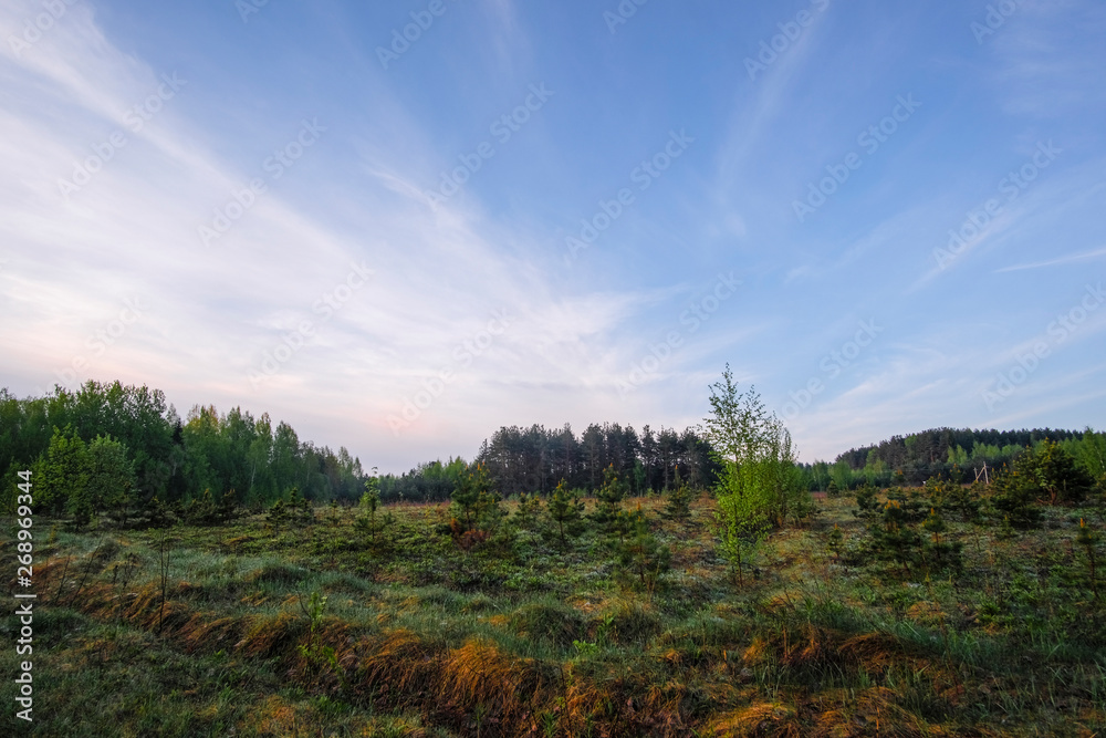 Landscape with the image of forest Landscape with the image of forest