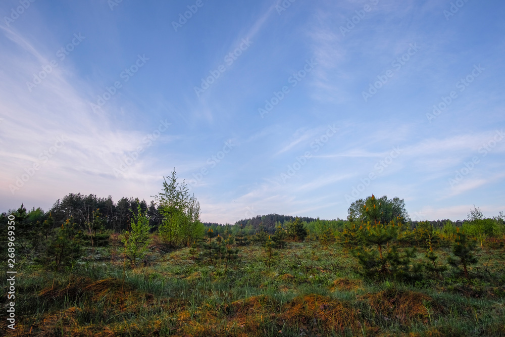 Landscape with the image of forest