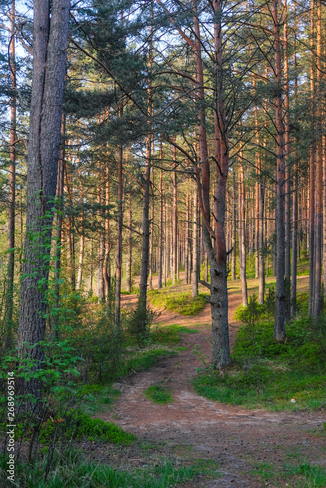 Fototapeta premium Krajobraz z wizerunkiem drogi leśnej w regionie jeziora Seliger w Rosji
