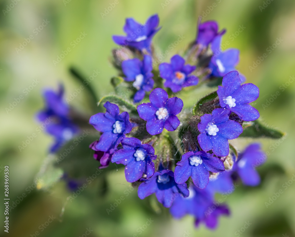 Closeup of Small Blue Purple Flowers in Spring
