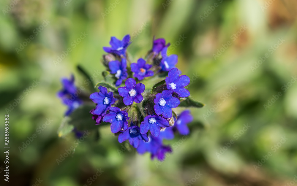 Closeup of Small Blue Purple Flowers in Spring Closeup of Small Blue Purple Flowers in Spring