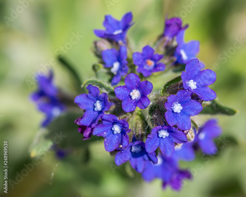 Closeup of Small Blue Purple Flowers in Spring