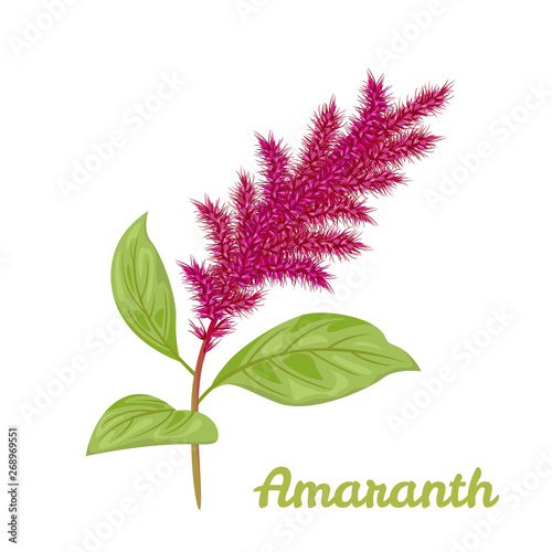 Papier peint Amaranth plant isolated on white background