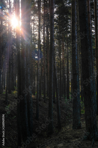 Landscape with the image of forest