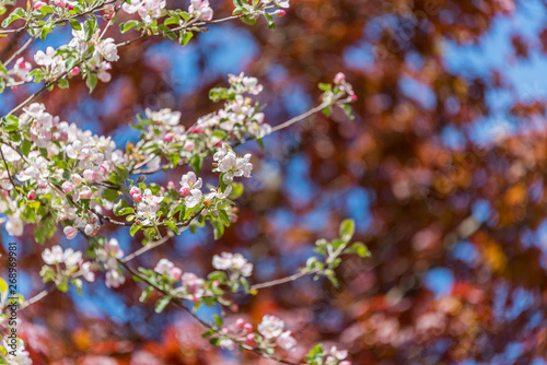 Fruit Tree Blossoms and Red Maple Leaves in Spring