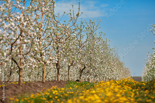 Blooming apple garden in a bright spring morning