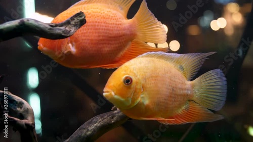 Close up for bright and beautiful goldfishes in aquarium with green plants wooden branches. Frame. School of fishes swimming in aquarium, pets concept. photo