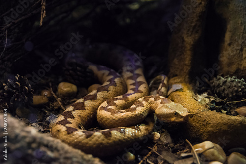 Venomous desert Horned Viper snake in the dark