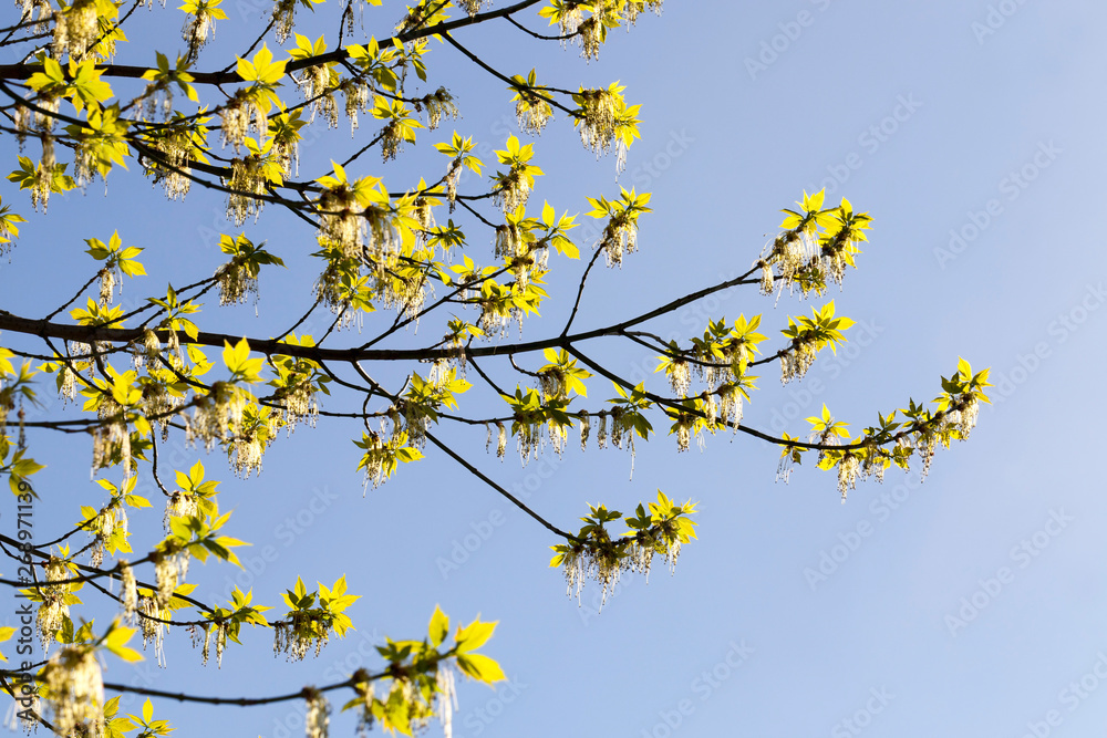 Branches of maple with blooming flowers Branches of maple with blooming flowers