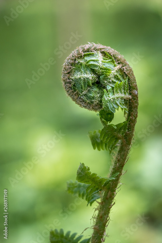 Detail shot of fern plant on blurred green background