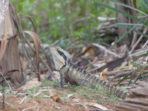 Australiens Busch photo