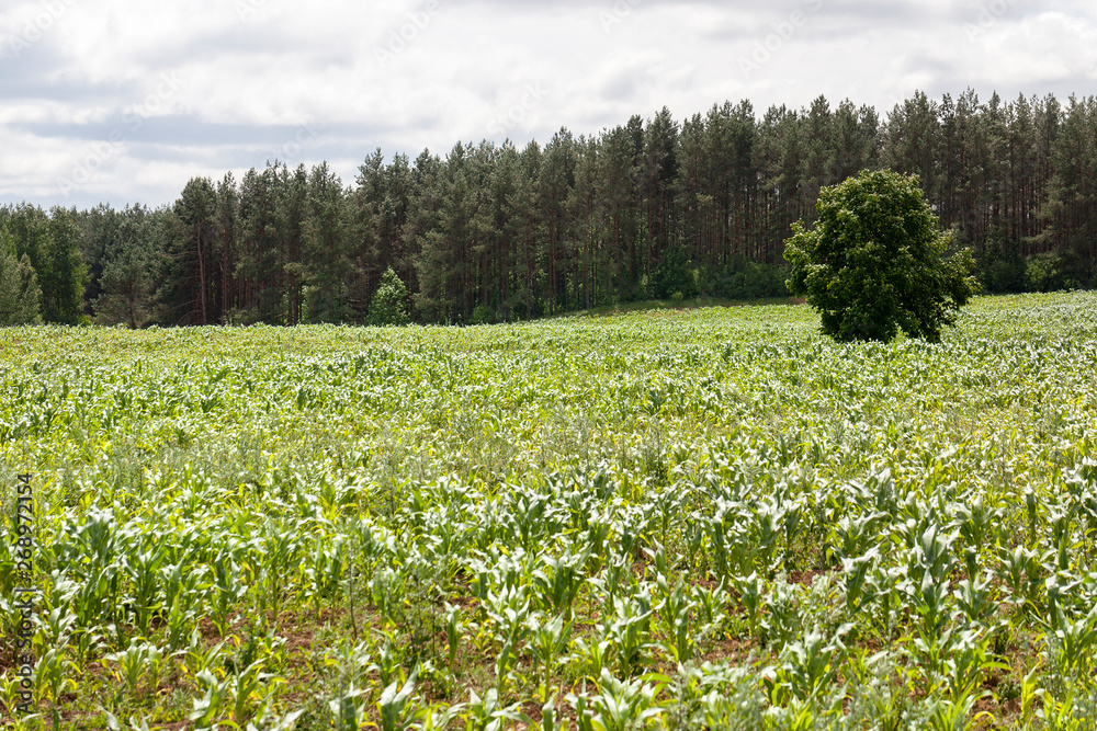 agricultural field where Green Corn agricultural field where Green Corn