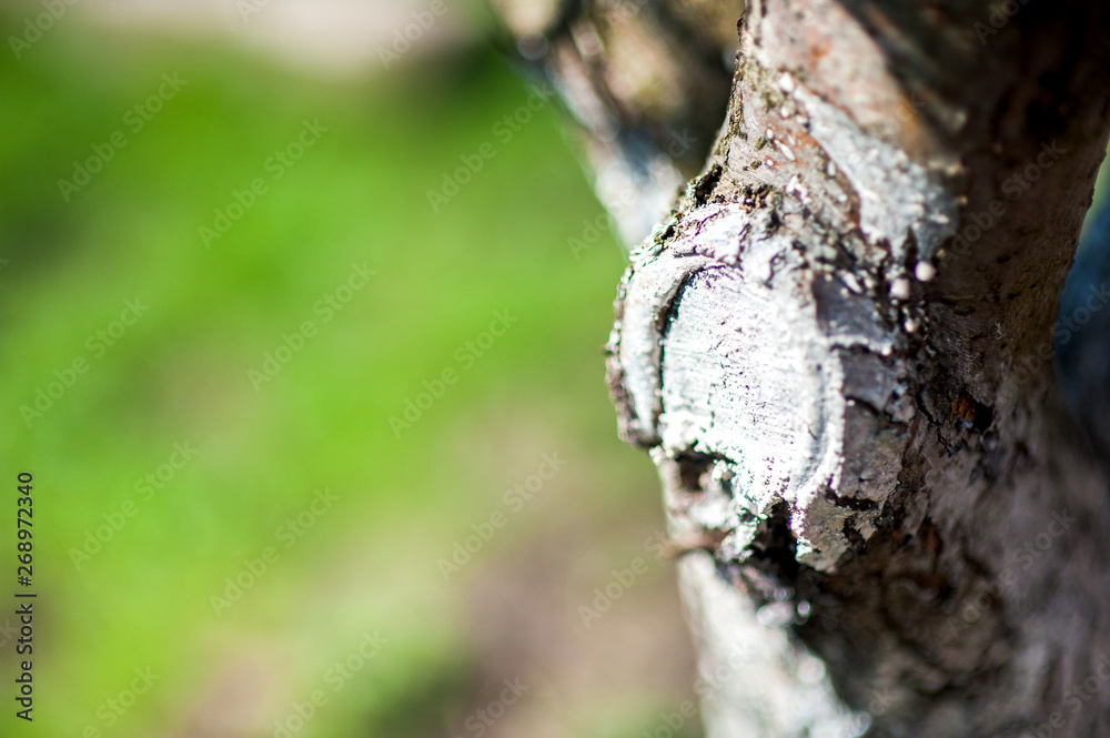 Whitewashed bark of fruit trees growing in garden on blurred green copy space background Whitewashed bark of fruit trees growing in garden on blurred green copy space background