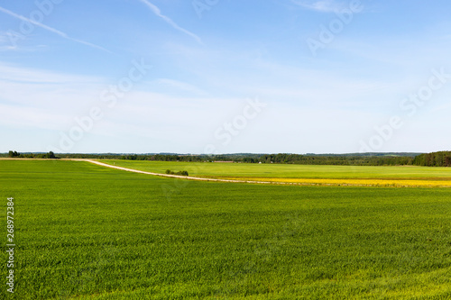 The color agricultural field is green