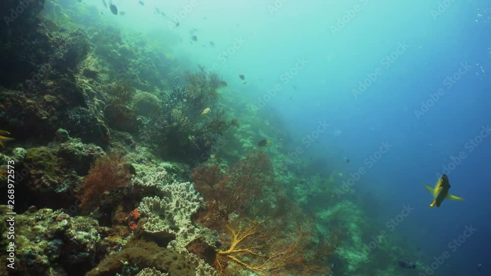 tropical fish and coral reef underwater world diving and snorkeling on coral reef. Hard and soft corals underwater landscape tropical fish and coral reef underwater world diving and snorkeling on coral reef. Hard and soft corals underwater landscape