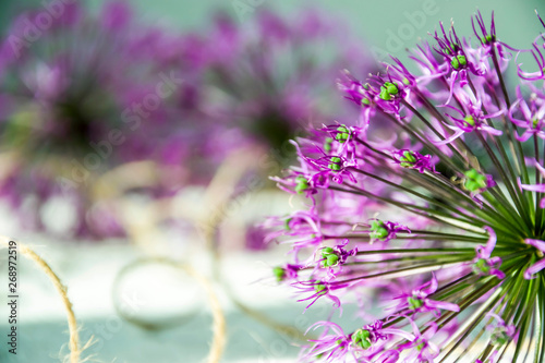 Floral background of leaves and violet flowers Allium
