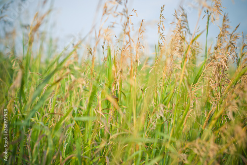 Ears of wheat growing in a field along the road against a sky