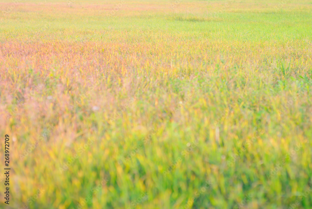 Summer field landscape with fluffy multicolored grass