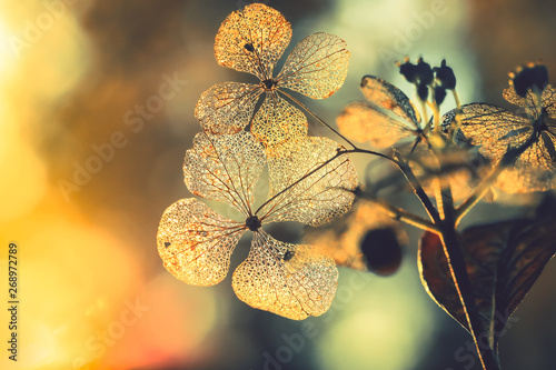 Texture on dry hydrangea flowers with beautiful sun light