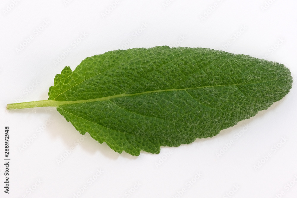Fototapeta premium Leaf of spicy sage