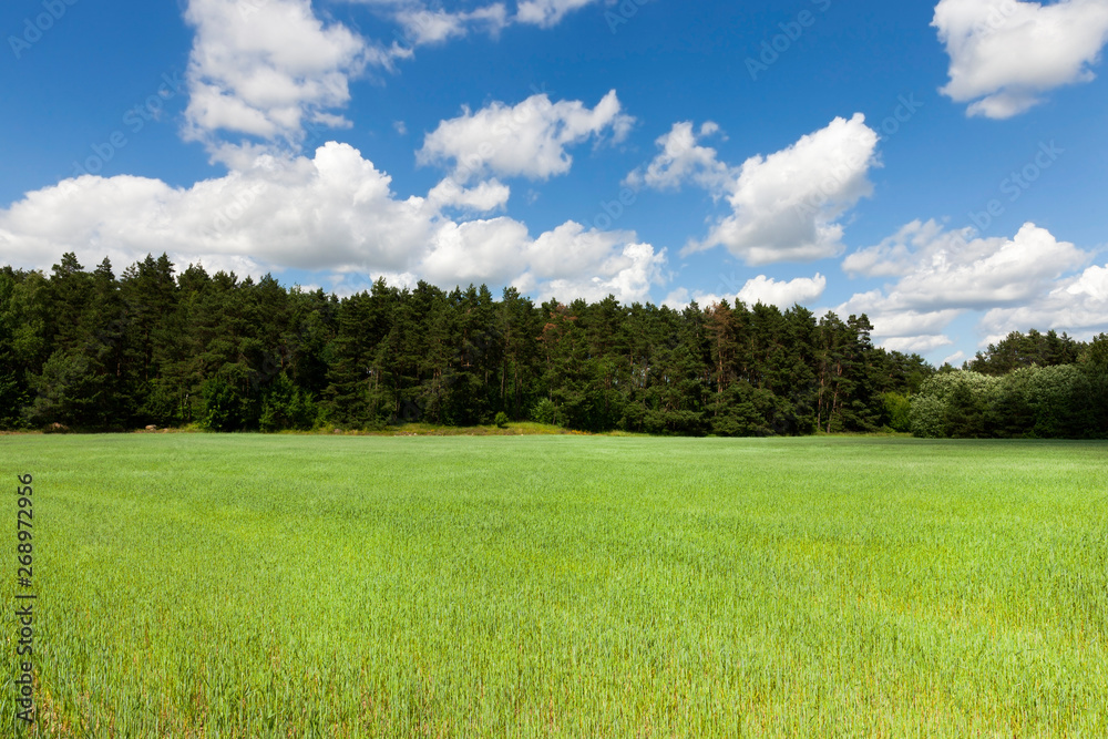 Obraz premium Trees and grass