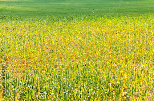 Multicolored cereal field.