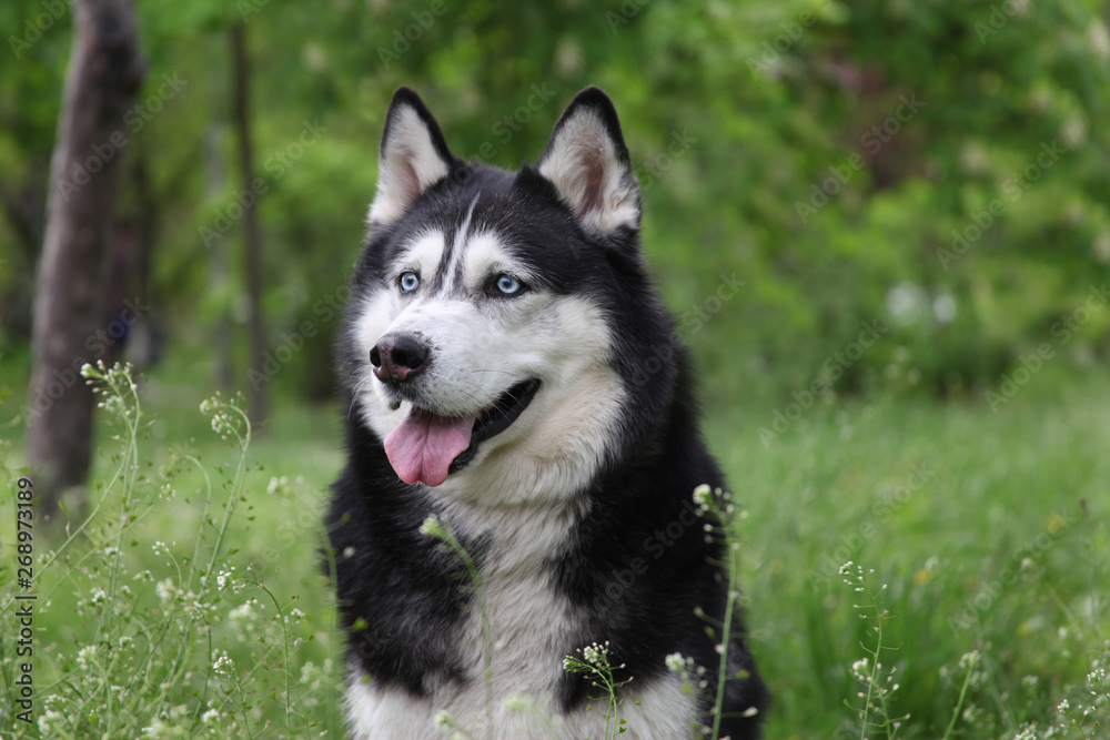 Blue eyed siberian husky spring/summer outdoor portrait in a park/forest. Cute adorable black and white dog. Off leash obedient dog.