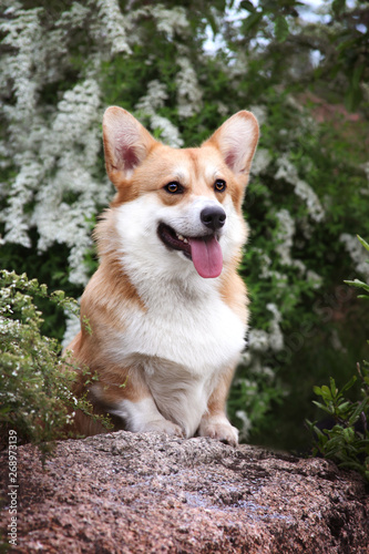 Red and white welsh corgi pembroke spring/summer outdoor portrait in the green park/ forest. Cute happy and healthy dog walking off leash.