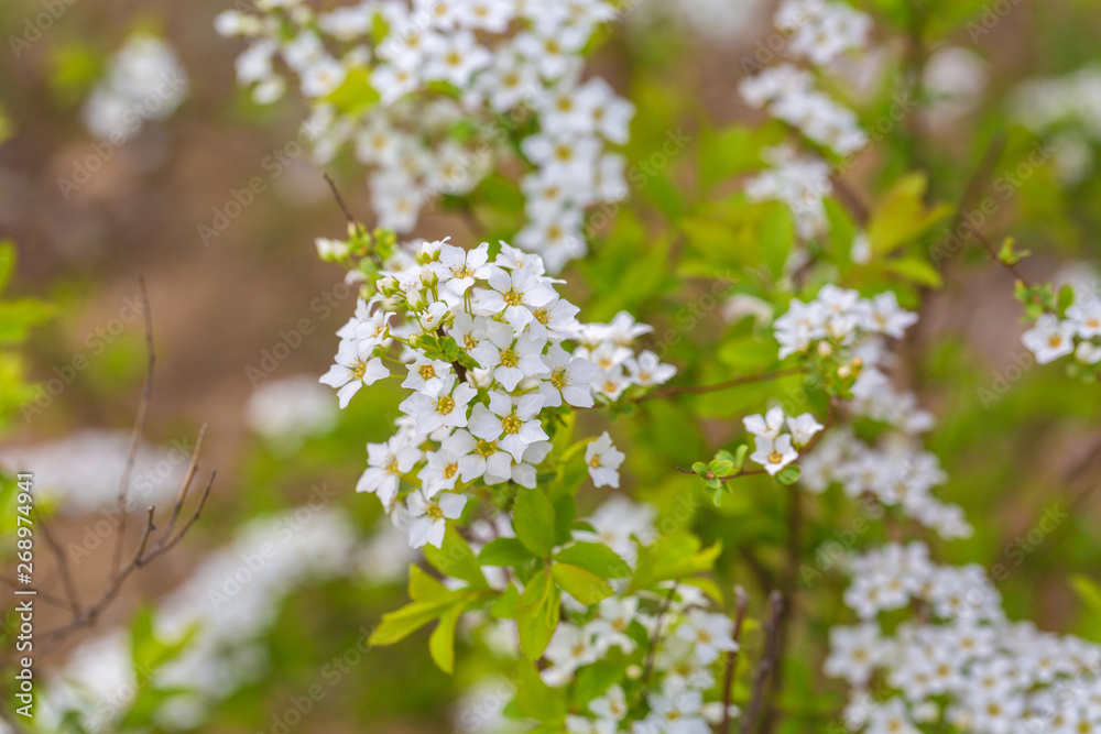 Spring outdoors, open white flowers,Spiraea prunifolia Sieb. et Zucc. Spring outdoors, open white flowers,Spiraea prunifolia Sieb. et Zucc.