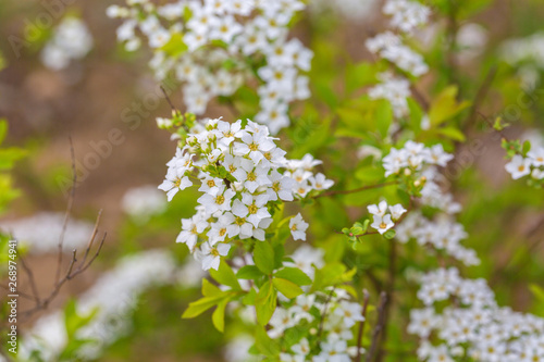 Spring outdoors, open white flowers,Spiraea prunifolia Sieb. et Zucc.