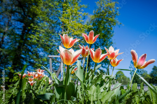 Fototapeta Naklejka Na Ścianę i Meble -  Tulips in the Central Park of culture and rest of St. Petersburg.