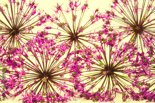 Floral background of leaves and violet flowers Allium