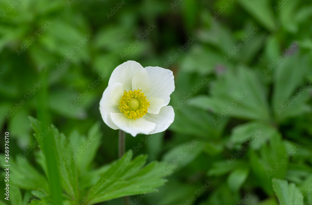 Close-up portrait of white anemone flower in spring garden Close-up portrait of white anemone flower in spring garden