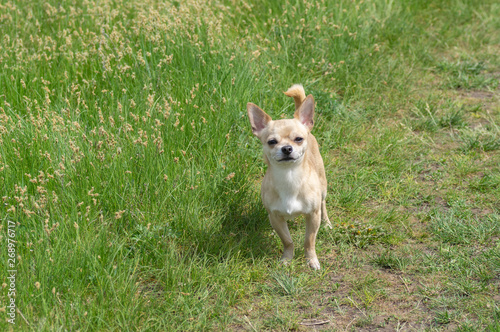 Small creamy brave Chihuahua guarding its fatherland  in spring grass