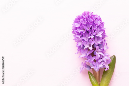 Flowers composition with hyacinths. Spring flowers on color background. Easter concept. Flat lay  top view.