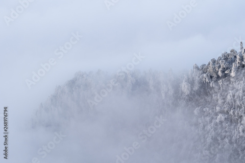 winter forest in dense fog