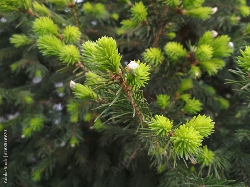 Branches of fir with sprouted buds