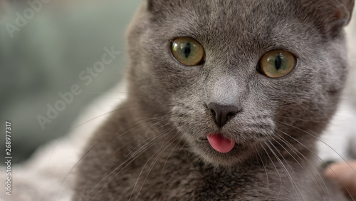 gray kittens sticking tongue out
