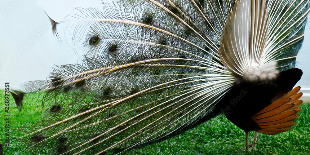 Obraz premium Peacock with tail in plume spread