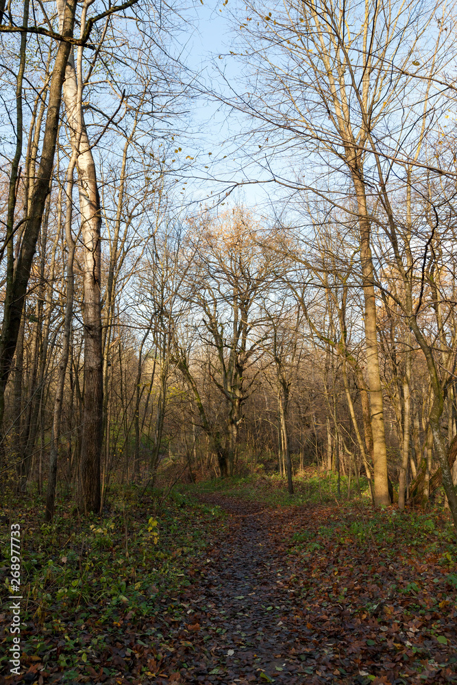 Autumn forest walk