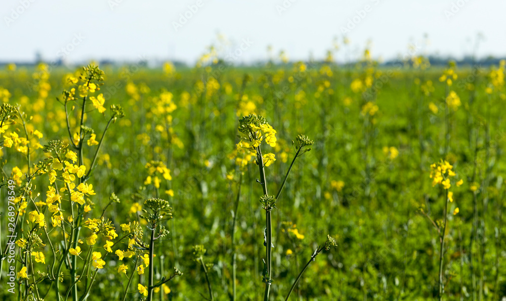 Fototapeta premium rapeseed field