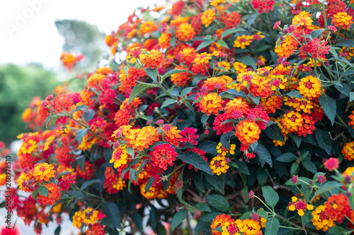 variety of small flowers of many colors in a garden