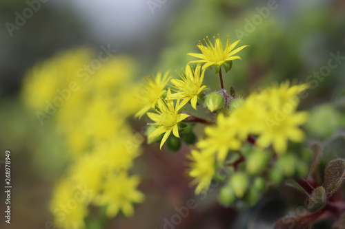 Crassula with blooming yellow flowers