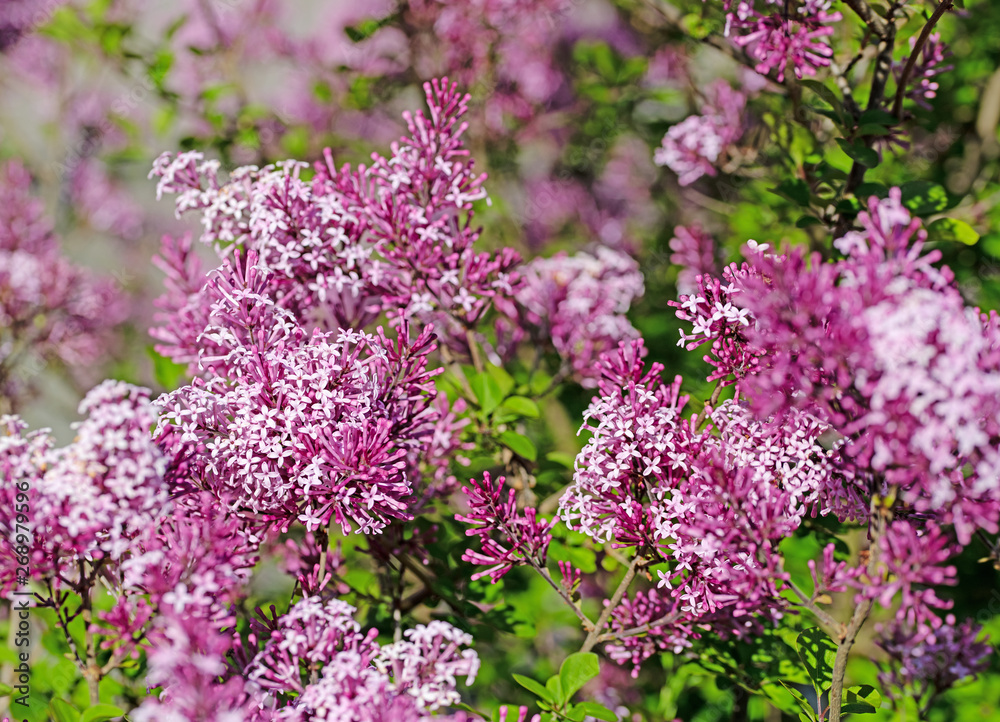 Fototapeta premium Blühender Zwergflieder, Syringa