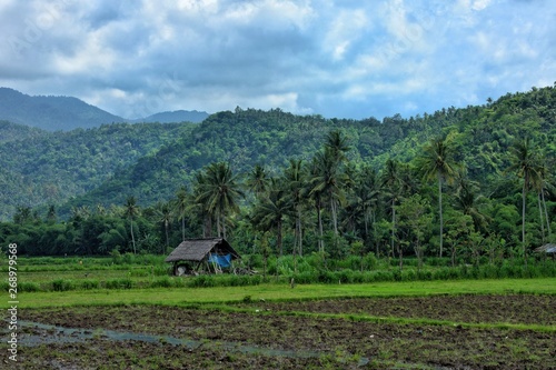 Agriculture at Mataram, Lombok, Indonesia