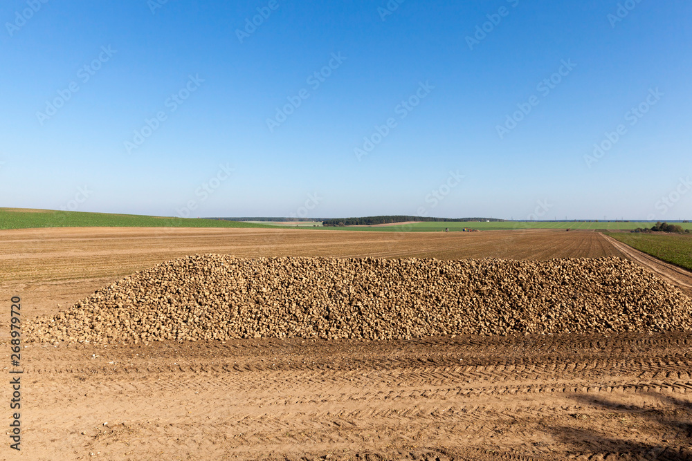 Fototapeta premium sugar beets