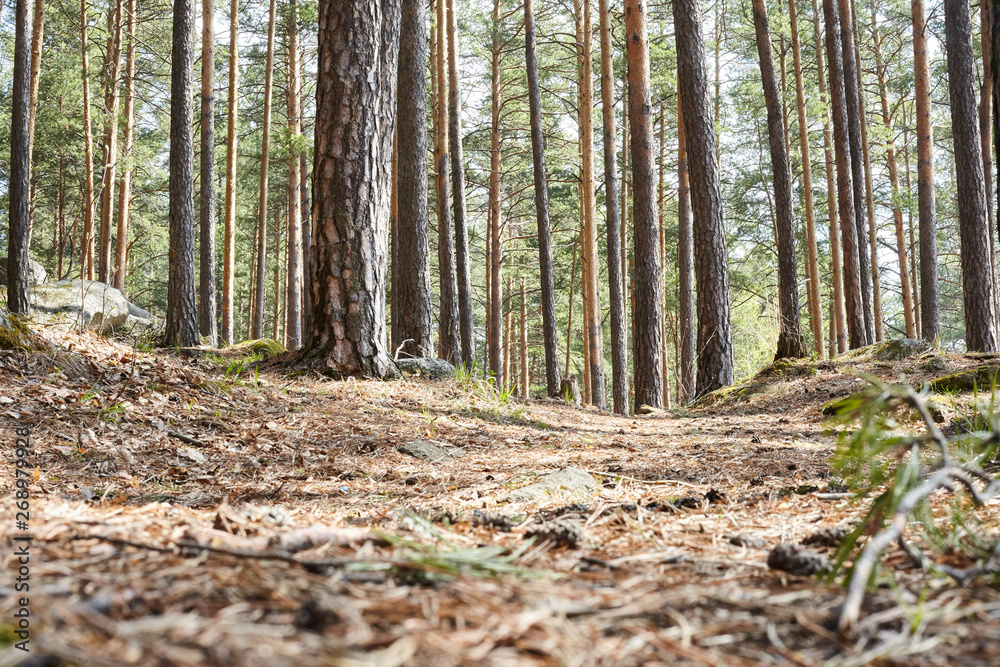 Pines and trail with needles in the forest in the Urals Pines and trail with needles in the forest in the Urals