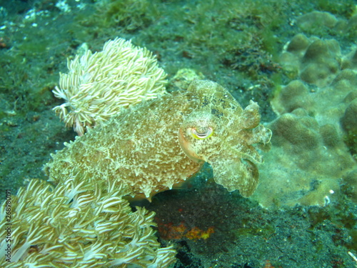 Sepia camuflada en el coral